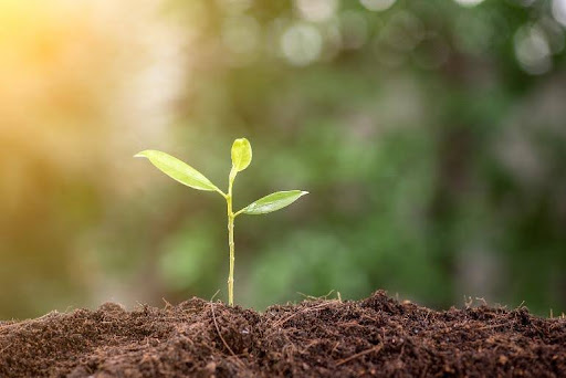 Plante en train de pousser